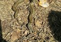 В Киеве жители сообщают о роях змей в парках