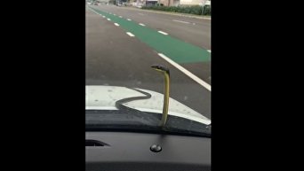 Змея заперла австралийку в машине. Видео