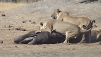 Атака львов на слоненка попала на видео. Видео