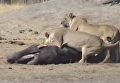 Атака львов на слоненка попала на видео. Видео