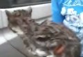 В Приморье кошка проехала более 100 километров на подвеске колеса. Видео
