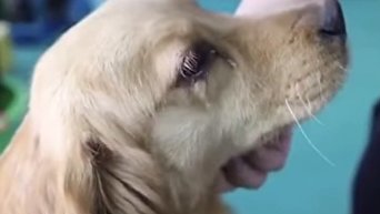 Собака, которую спасли от ужасной смерти, расплакалась. Видео