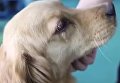 Собака, которую спасли от ужасной смерти, расплакалась. Видео