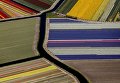 Цветущие поля в Голландии