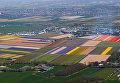 Цветущие поля в Голландии