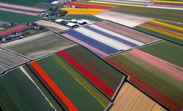 Цветущие поля в Голландиии