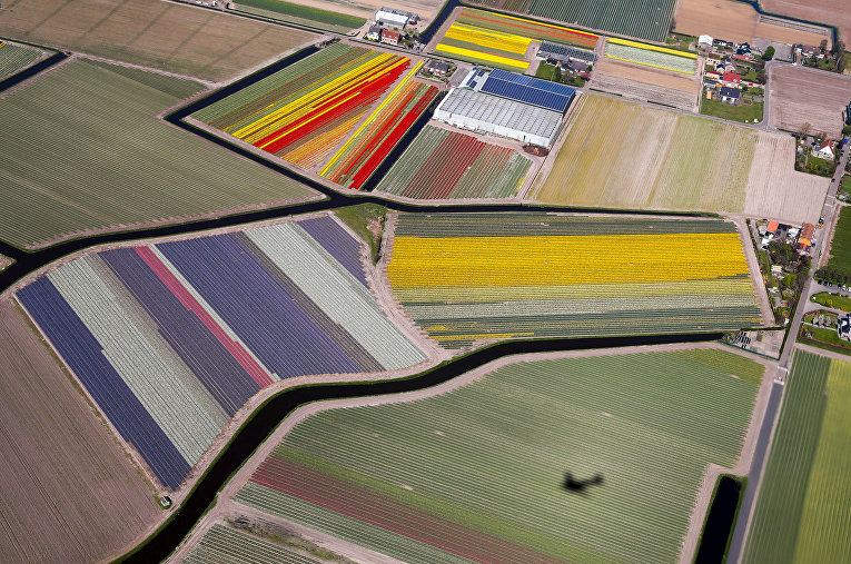 Цветущие поля в Голландиии