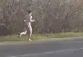 В Запорожской области по дороге бегал голый мужчина