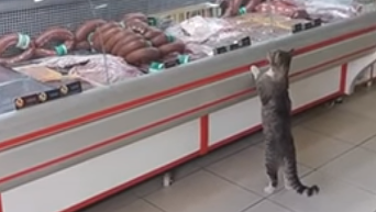 Кот покупает мясо и колбасу