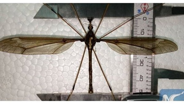 Огромный китайский комар