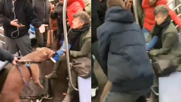 Атака питбуля на женщину в нью-йоркском метро. Видео