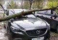 В Харькове упавшее на авто дерево едва не убило человека