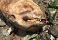 Житель британского Ливерпуля обнаружил на берегу останки необычного животного