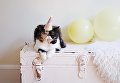 Кошка Пудж – звезда Instagram