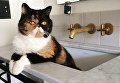 Кошка Пудж – звезда Instagram