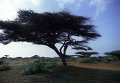 Сомалийский пейзаж