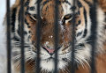 Тигр. Архивное фото