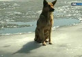 Тернопольские спасатели сняли со льдины собаку