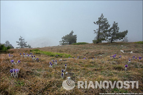 Сотни мохнатых фиолетовых бутонов на склонах Ай-Петри