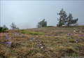 Сотни мохнатых фиолетовых бутонов на склонах Ай-Петри