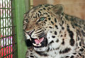 Леопард в зоопарке. Архивное фото