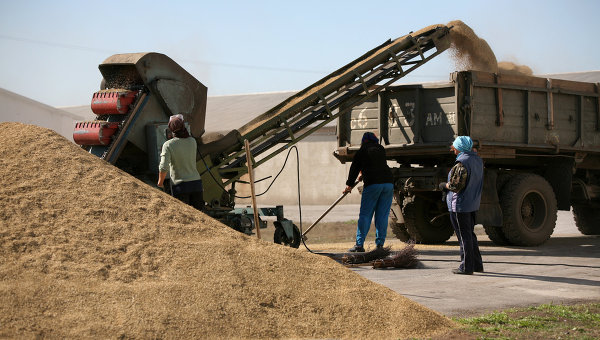 Уборка пшеницы
