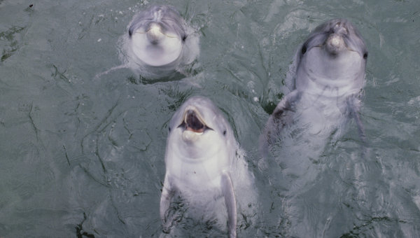 Дельфины в батумском дельфинарии