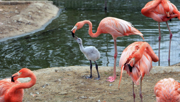Фламинго. Архивное фото