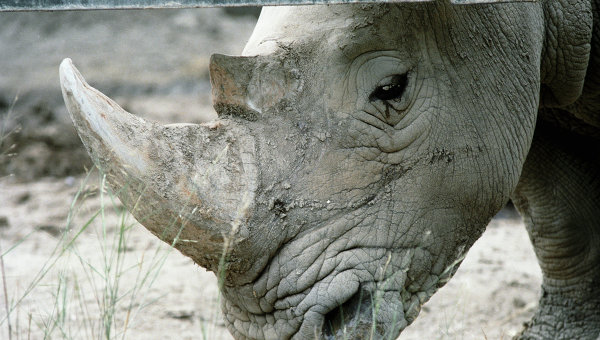 Носорог. Архивное фото