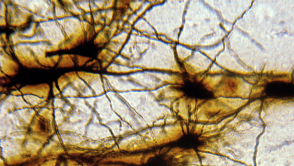 Нейронная сеть коры головного мозга