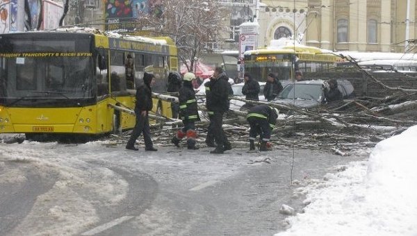 Дерево упало на пассажирский автобус в Киеве
