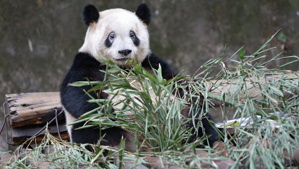 Большая панда в вольере зоопарка города Чунцин в Китае