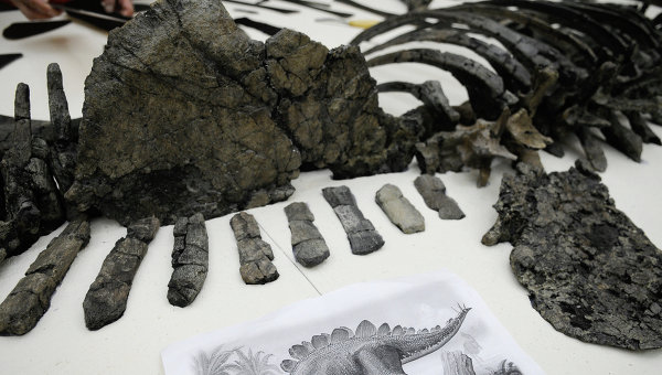 Скелет древнего стегозавра