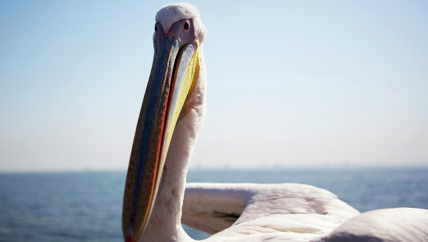Большой белый пеликан