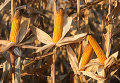 Уборка урожая кукурузы