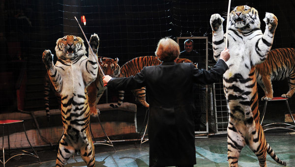 Выступление тигров
