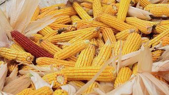 Кукуруза. Архивное фото