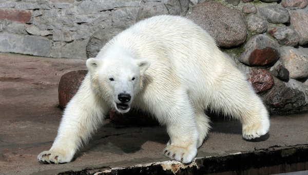 Белый медведь в зоопарке. Архивное фото