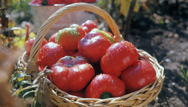 Молдавские помидоры
