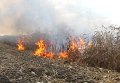 Пожар в Черкасской области уничтожил 23 га кукурузы. Видео