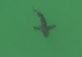 В результате нападения акулы погиб мужчина на курорте Австралии. Видео