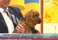 Самым некоррумпированным таможенником Украины оказалась собака. Видео