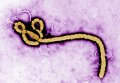 Вирус Эбола. Архивное фото