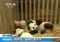 В Китае панда родила девятерых детенышей. Видео