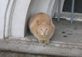 Кот на окне в Эрмитаже