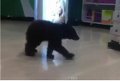 Медвежонок в супермаркете Орегона