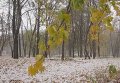 В Украине выпал первый снег. Видео