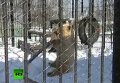Медведь из Сибири показал акробатические трюки. Видео