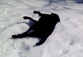 Эх, прокачусь, или Как пес устроил покатушки на снегу. Видео