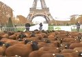 Овцы оккупировали Эйфелеву башню. Видео